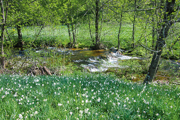Narzissenwiese-600×400 Wanderwege rund um das Massif du Tanargue